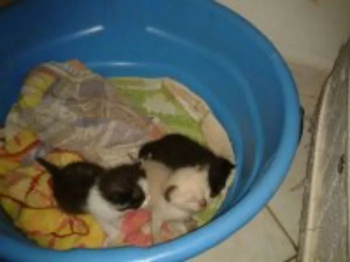 Gato ra a SRD idade Abaixo de 2 meses nome sem nome