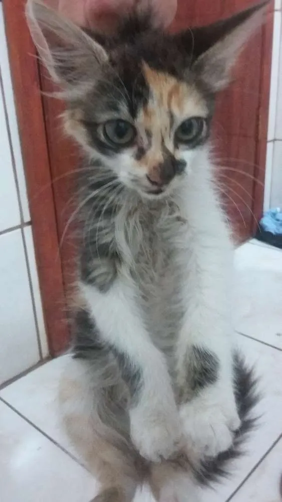 Gato ra a nao sei idade 2 a 6 meses nome nao tem nome