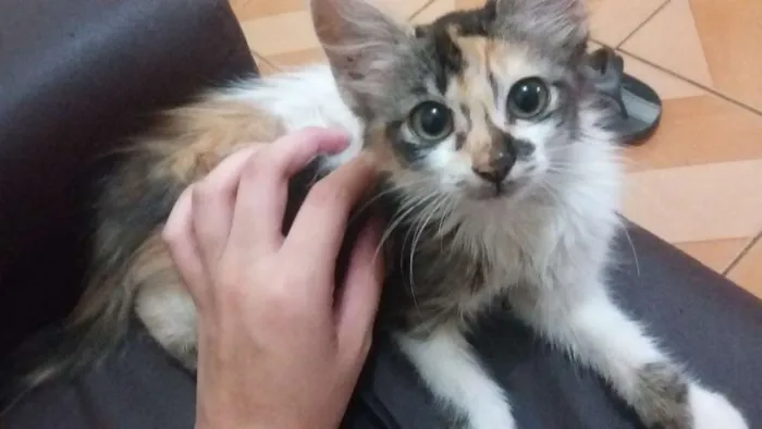Gato ra a nao sei idade 2 a 6 meses nome nao tem nome