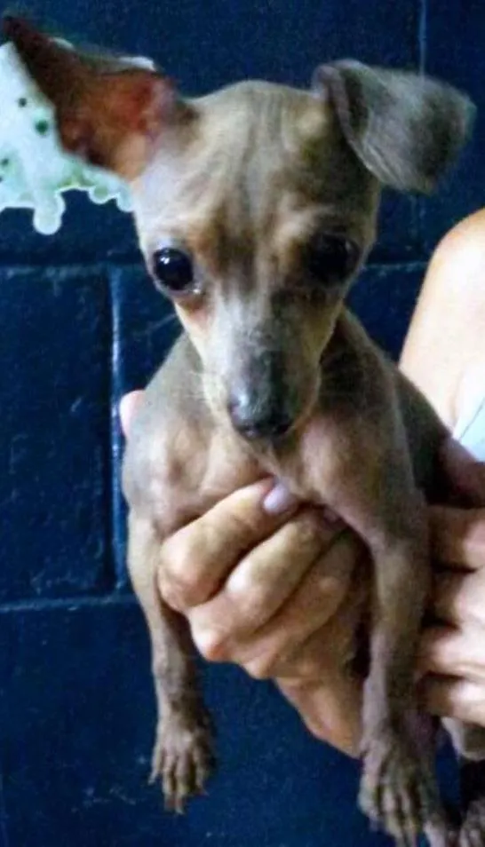 Cachorro ra a PINSCHER idade 1 ano nome PINGO