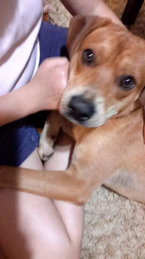 Cachorro ra a SRD idade 1 ano nome Lorde