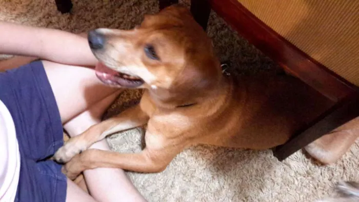 Cachorro ra a SRD idade 1 ano nome Lorde