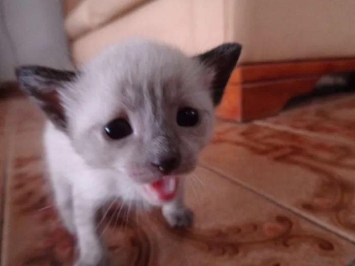 Gato ra a  idade Abaixo de 2 meses nome Sem Nome