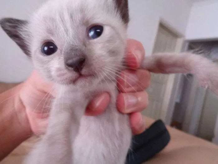 Gato ra a  idade Abaixo de 2 meses nome Sem Nome