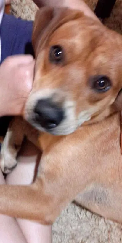 Cachorro ra a SRD idade 1 ano nome Lorde