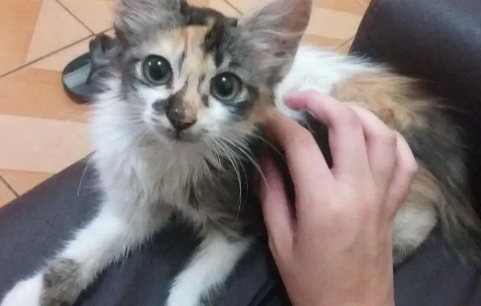 Gato ra a nao sei idade 2 a 6 meses nome nao tem nome