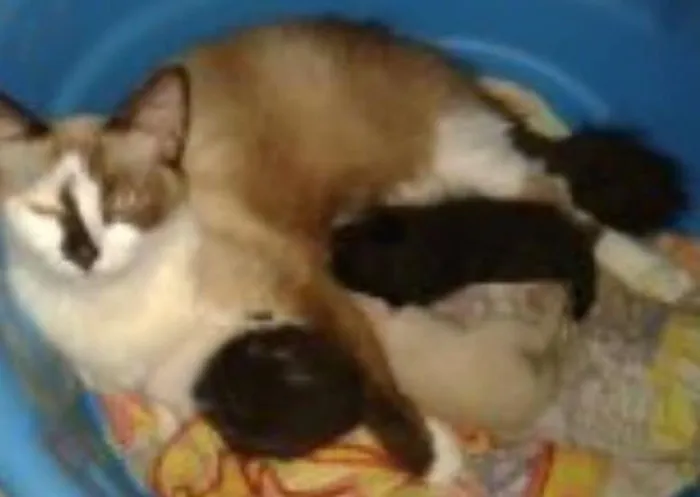 Gato ra a SRD idade Abaixo de 2 meses nome sem nome