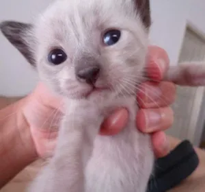 Gato raça  idade Abaixo de 2 meses nome Sem Nome