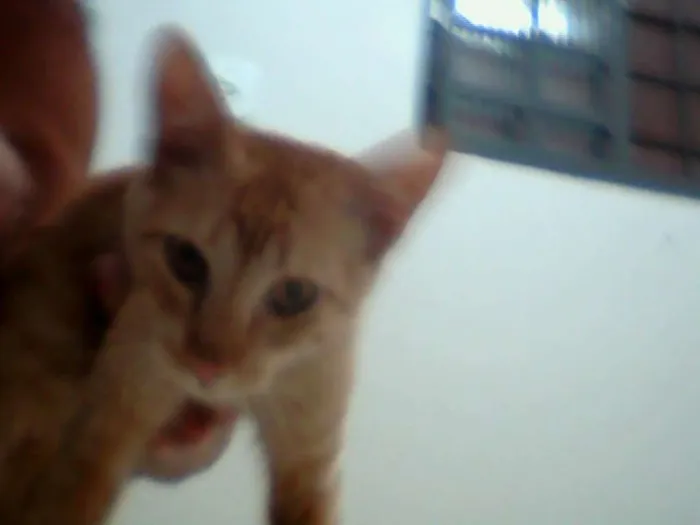 Gato ra a SRD idade 2 a 6 meses nome vários