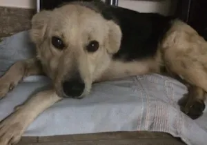 Cachorro raça SRD idade 2 anos nome Sem nome