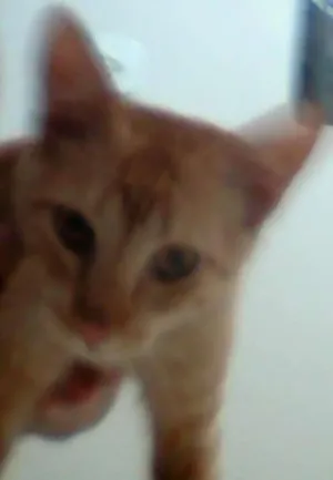 Gato raça SRD idade 2 a 6 meses nome vários