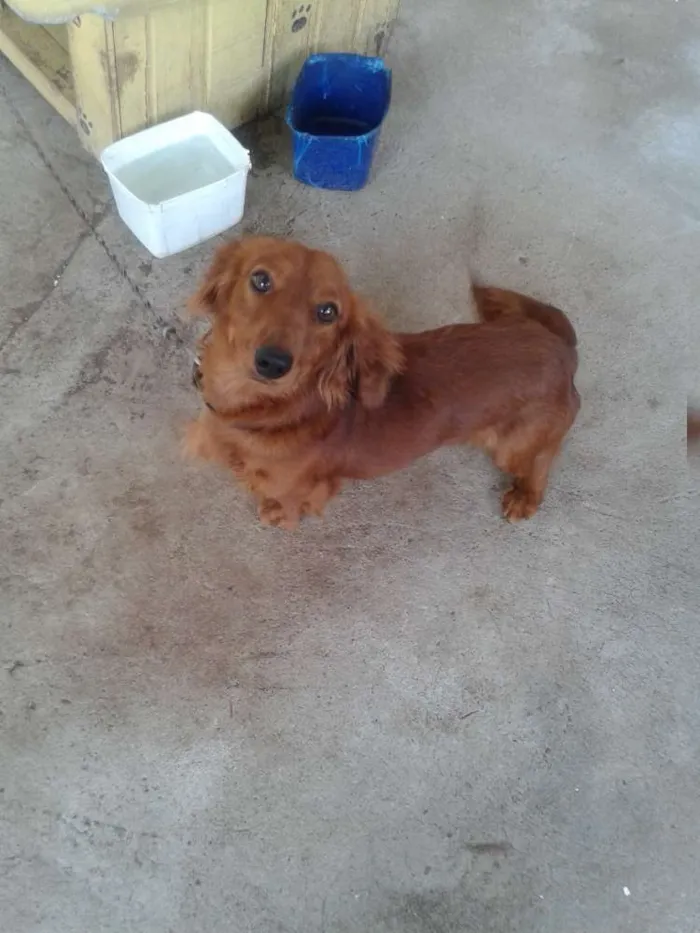 Cachorro ra a DACHSHUND idade 1 ano nome HACTHI