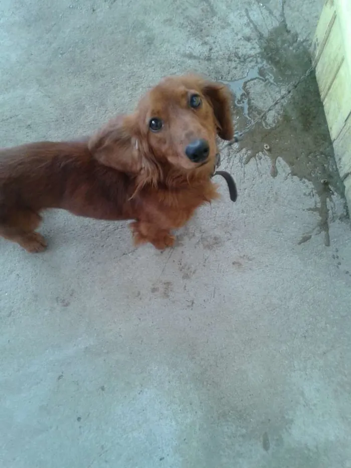 Cachorro ra a DACHSHUND idade 1 ano nome HACTHI