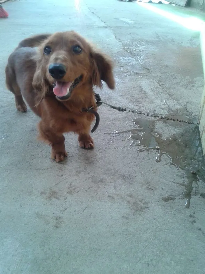 Cachorro ra a DACHSHUND idade 1 ano nome HACTHI