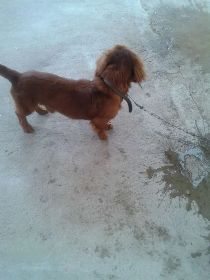 Cachorro ra a DACHSHUND idade 1 ano nome HACTHI