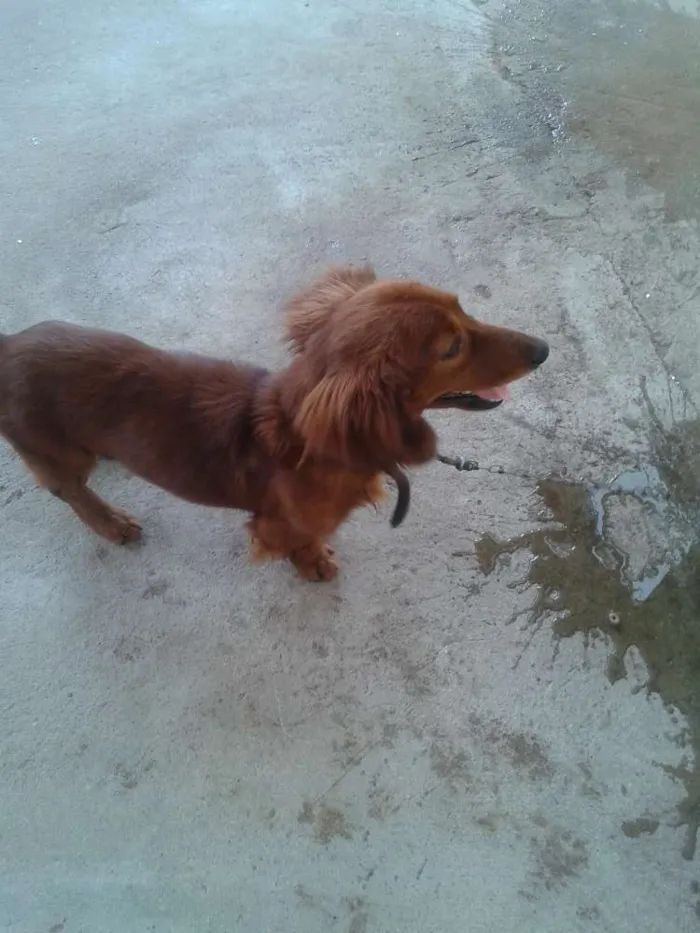 Cachorro ra a DACHSHUND idade 1 ano nome HACTHI