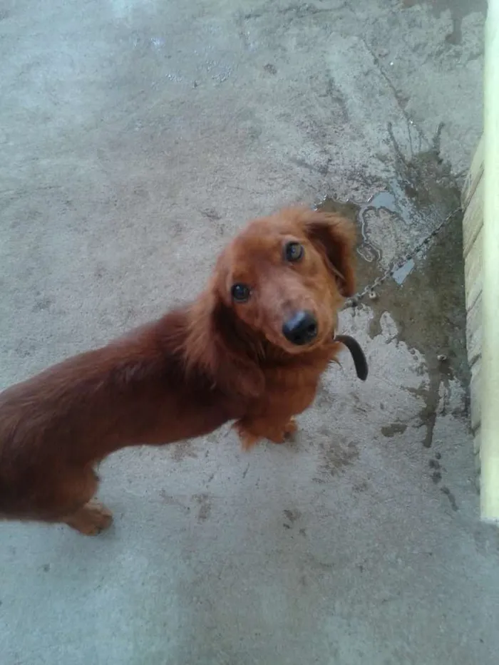 Cachorro ra a DACHSHUND idade 1 ano nome HACTHI