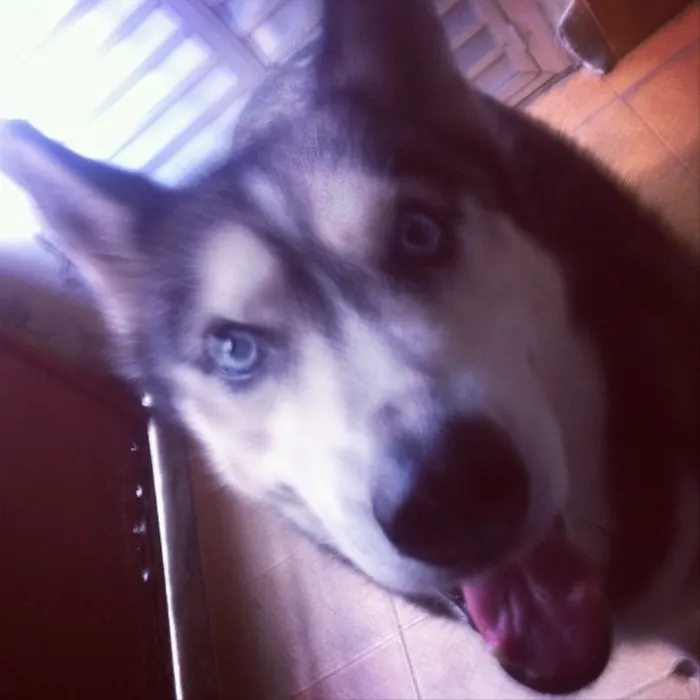 Cachorro ra a Husky idade 5 anos nome Safira 