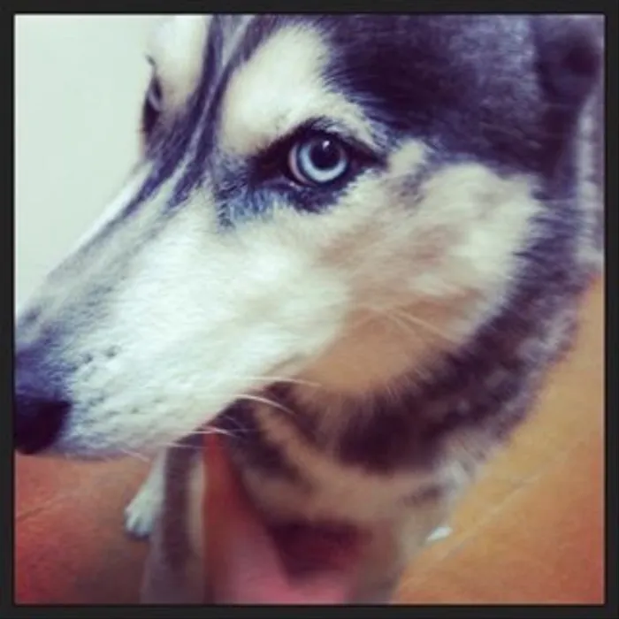 Cachorro ra a Husky idade 5 anos nome Safira 