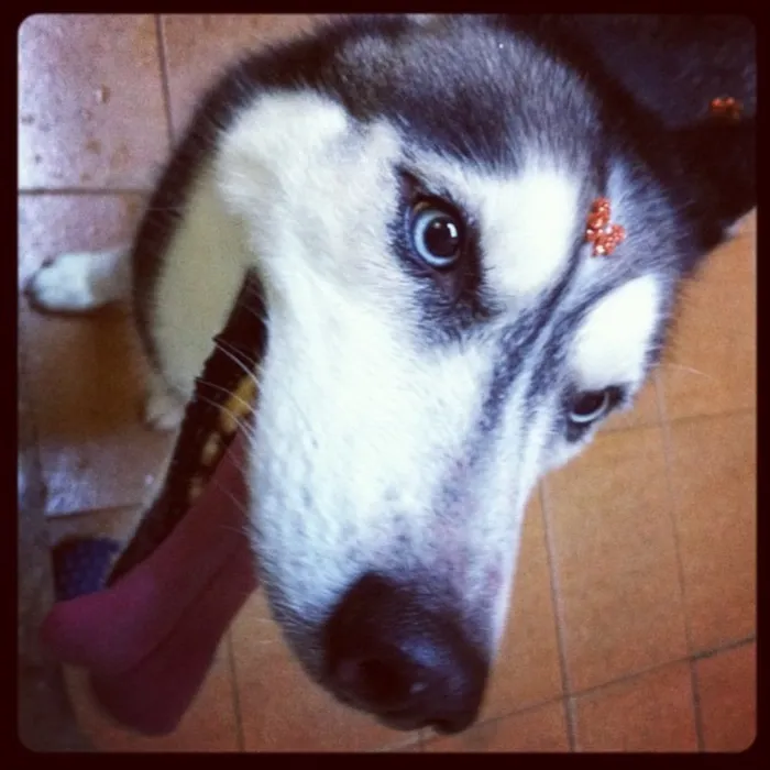 Cachorro ra a Husky idade 5 anos nome Safira 