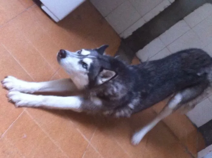 Cachorro ra a Husky idade 5 anos nome Safira 