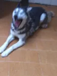 Safira 