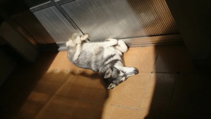 Cachorro ra a Husky idade 5 anos nome Safira 