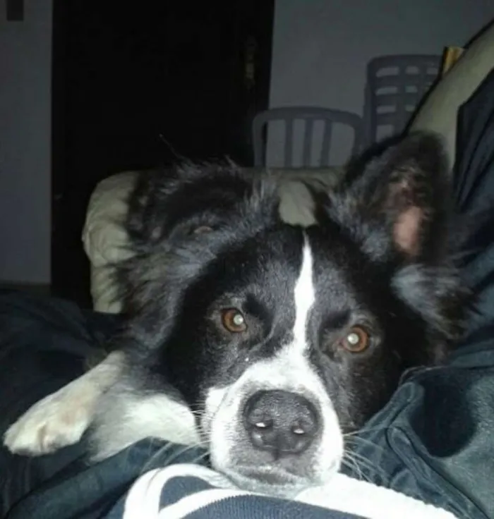 Cachorro ra a Parece Border collie. Não sabemos ao certo.  idade 2 anos nome Bob