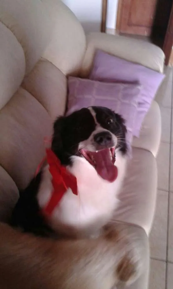 Cachorro ra a Parece Border collie. Não sabemos ao certo.  idade 2 anos nome Bob