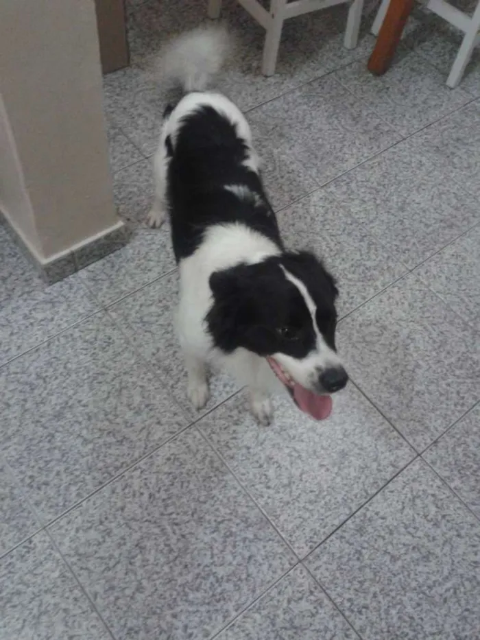 Cachorro ra a Parece Border collie. Não sabemos ao certo.  idade 2 anos nome Bob