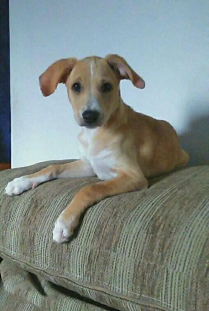 Cachorro ra a SRD idade 2 a 6 meses nome Lana