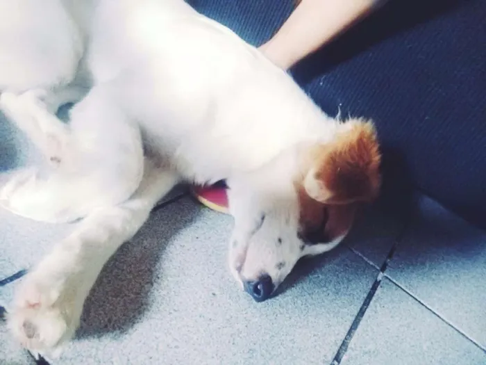 Cachorro ra a Mistutada idade 2 a 6 meses nome Bolinha