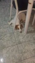 Bolinha