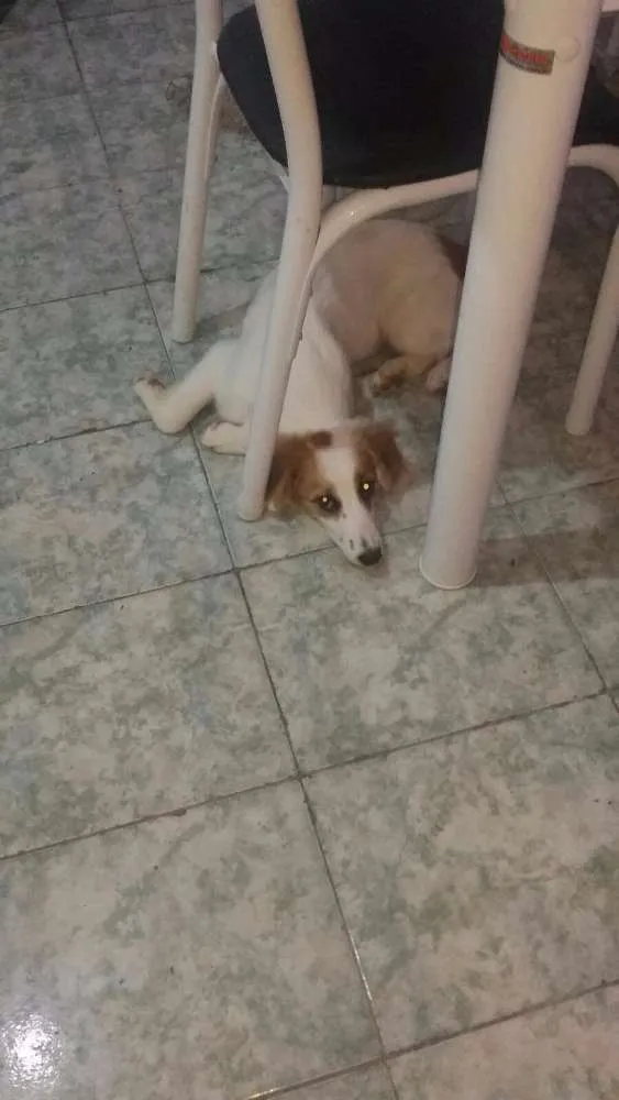 Cachorro ra a Mistutada idade 2 a 6 meses nome Bolinha
