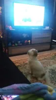 Bolinha