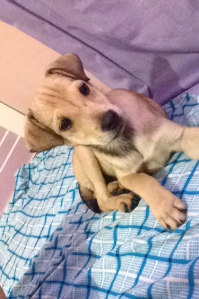 Cachorro raça Srd  idade 2 a 6 meses nome Penélope charmosa e