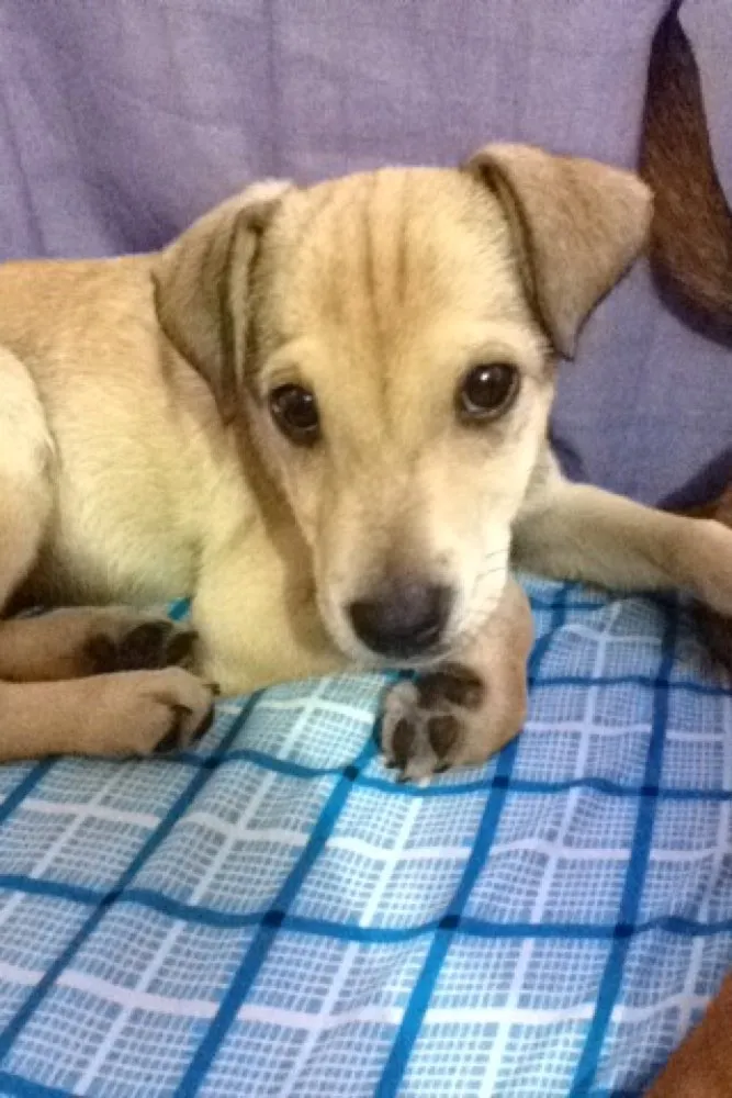 Cachorro raça Srd  idade 2 a 6 meses nome Penélope charmosa e