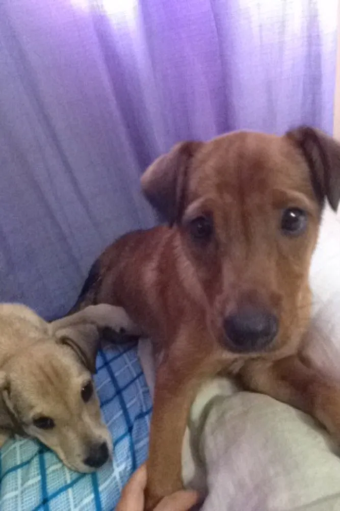 Cachorro raça Srd  idade 2 a 6 meses nome Penélope charmosa e