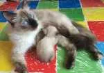 Gato raça Angorá  idade 2 anos nome Sem nome 