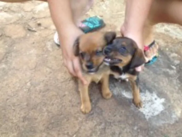 Cachorro ra a SRD idade 2 a 6 meses nome Sem