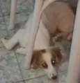 Bolinha