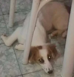 Cachorro raça Mistutada idade 2 a 6 meses nome Bolinha