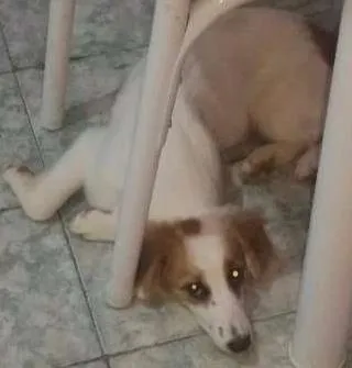 Cachorro ra a Mistutada idade 2 a 6 meses nome Bolinha