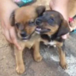 Cachorro raça SRD idade 2 a 6 meses nome Sem