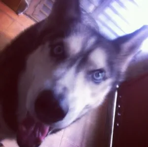 Cachorro raça Husky idade 5 anos nome Safira 