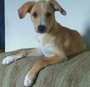 Cachorro raça SRD idade 2 a 6 meses nome Lana