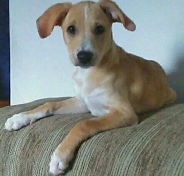 Cachorro ra a SRD idade 2 a 6 meses nome Lana