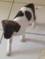 Cachorro raça Misturado idade Abaixo de 2 meses nome Nina