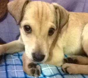 Cachorro raça Srd  idade 2 a 6 meses nome Penélope charmosa e