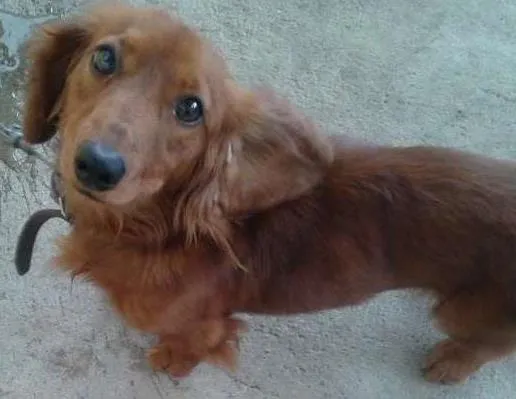 Cachorro ra a DACHSHUND idade 1 ano nome HACTHI